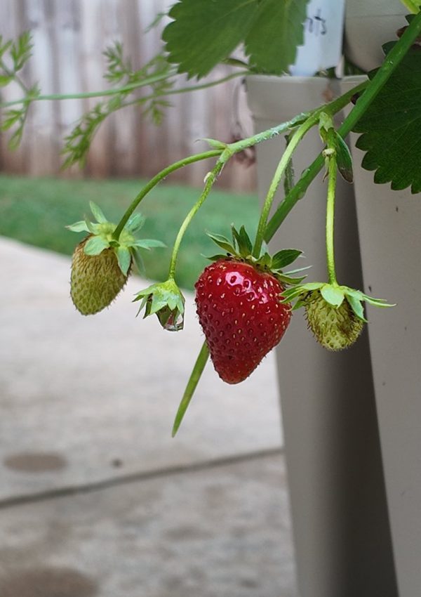 Grow-strawberries-in-greenstalk-Mimi-Zackery